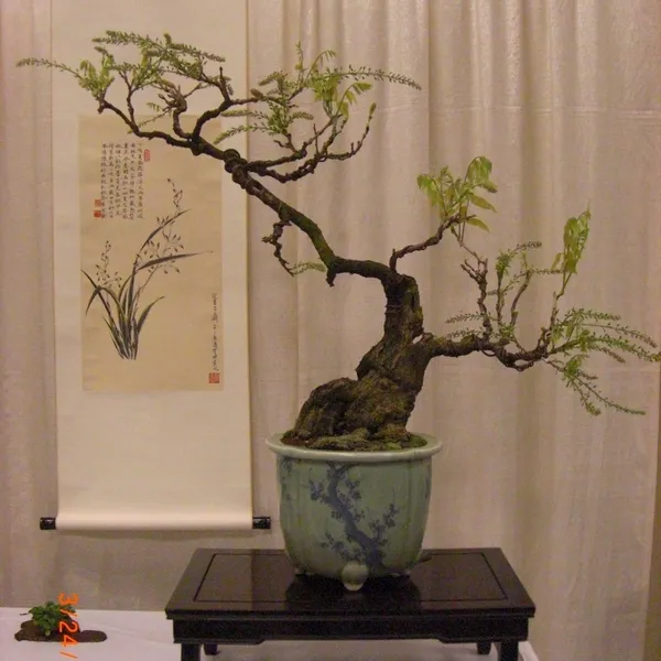Bonsai Society of San Francisco at the 2011 Flower and Garden Show, San Mateo Event Center