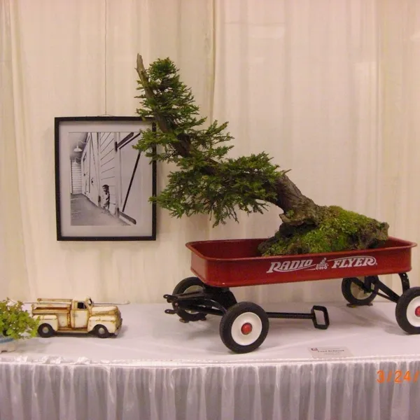 Bonsai Society of San Francisco at the 2011 Flower and Garden Show, San Mateo Event Center