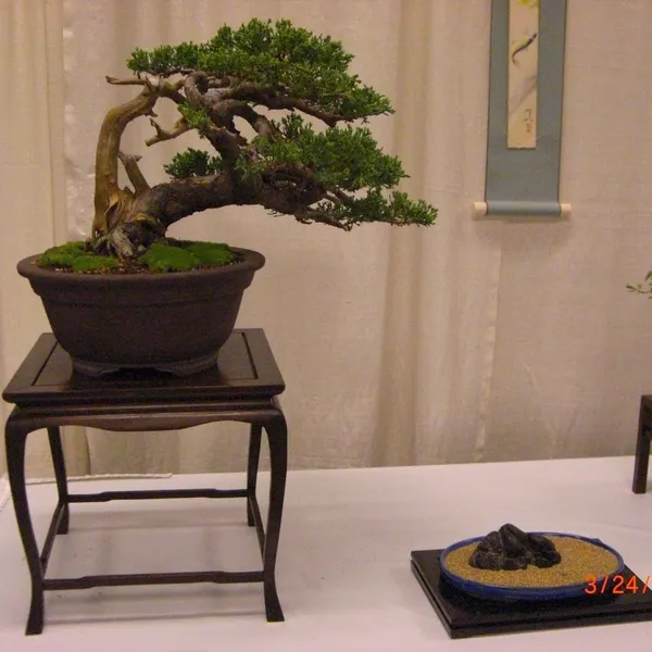 Bonsai Society of San Francisco at the 2011 Flower and Garden Show, San Mateo Event Center