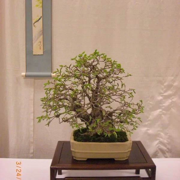 Bonsai Society of San Francisco at the 2011 Flower and Garden Show, San Mateo Event Center