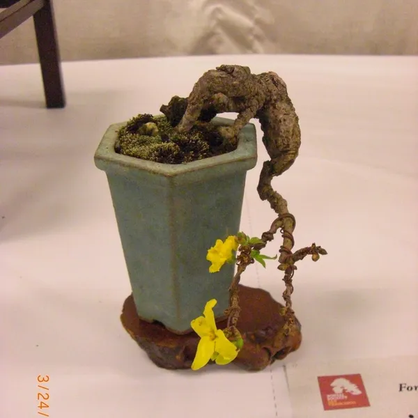 Bonsai Society of San Francisco at the 2011 Flower and Garden Show, San Mateo Event Center