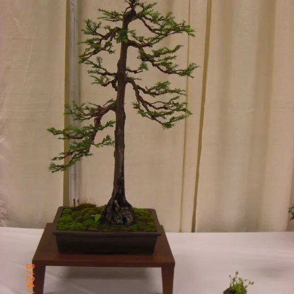 Bonsai Society of San Francisco at the 2011 Flower and Garden Show, San Mateo Event Center