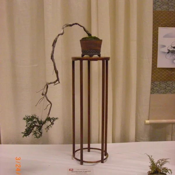 Bonsai Society of San Francisco at the 2011 Flower and Garden Show, San Mateo Event Center