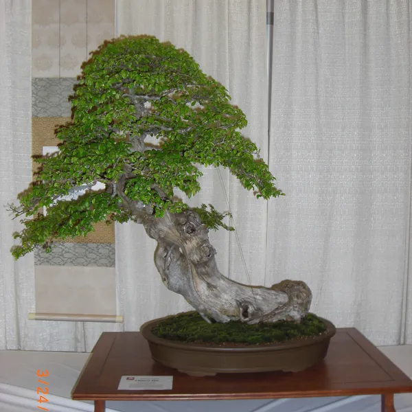 Bonsai Society of San Francisco at the 2011 Flower and Garden Show, San Mateo Event Center