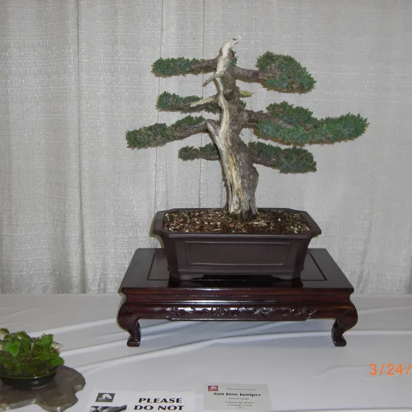 Bonsai Society of San Francisco at the 2011 Flower and Garden Show, San Mateo Event Center
