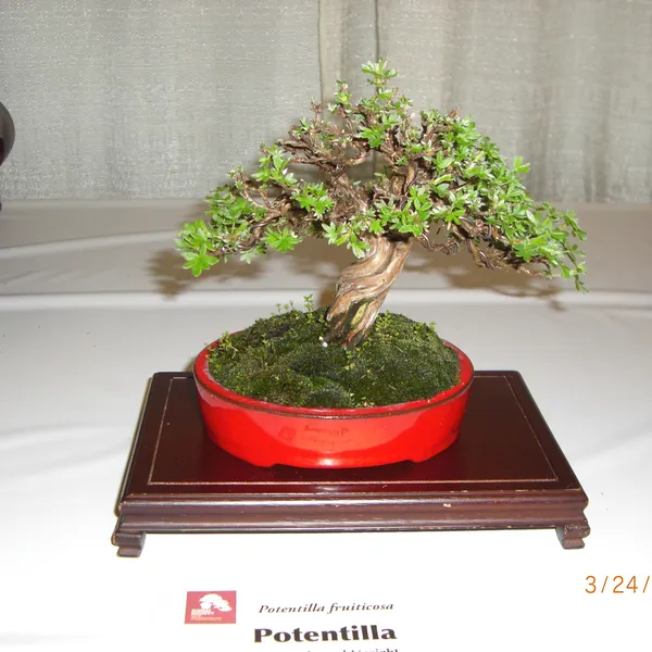 Bonsai Society of San Francisco at the 2011 Flower and Garden Show, San Mateo Event Center
