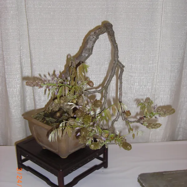 Bonsai Society of San Francisco at the 2011 Flower and Garden Show, San Mateo Event Center