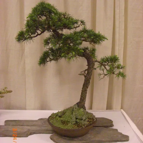 Bonsai Society of San Francisco at the 2011 Flower and Garden Show, San Mateo Event Center