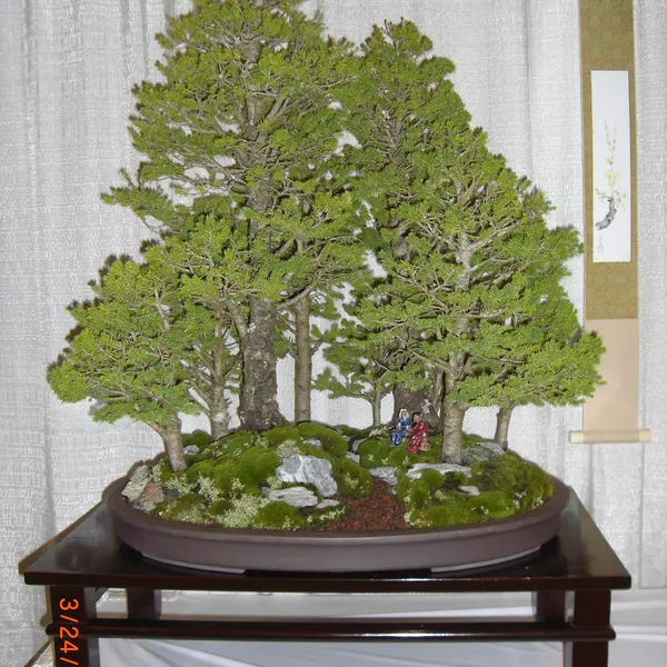 Bonsai Society of San Francisco at the 2011 Flower and Garden Show, San Mateo Event Center