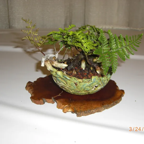 Bonsai Society of San Francisco at the 2011 Flower and Garden Show, San Mateo Event Center