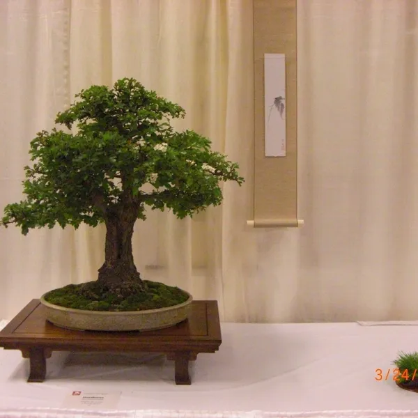 Bonsai Society of San Francisco at the 2011 Flower and Garden Show, San Mateo Event Center