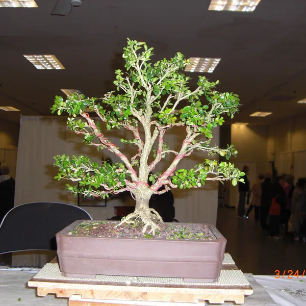 Bonsai Society of San Francisco at the 2011 Flower and Garden Show, San Mateo Event Center