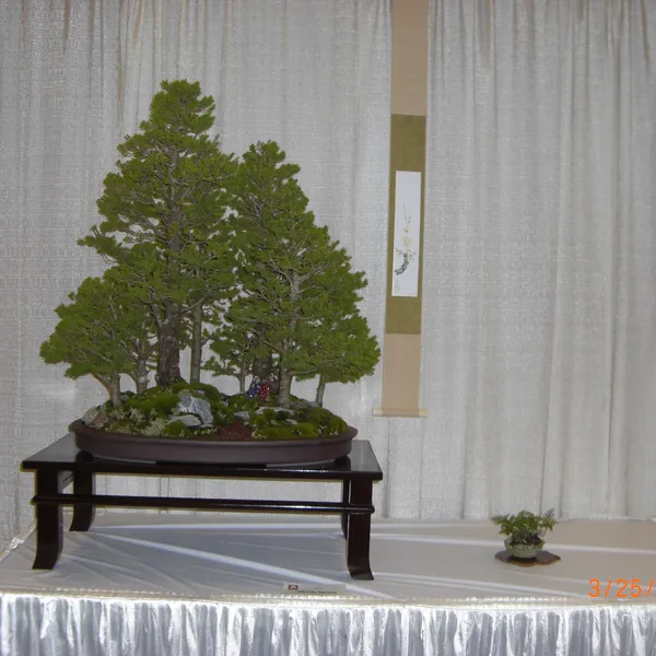 Bonsai Society of San Francisco at the 2011 Flower and Garden Show, San Mateo Event Center