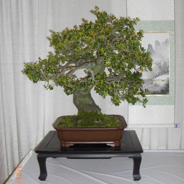 Bonsai Society of San Francisco at the 2011 Flower and Garden Show, San Mateo Event Center