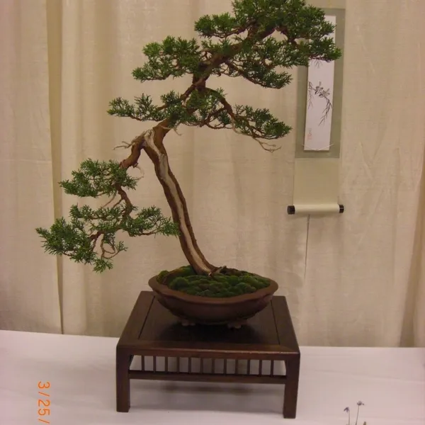 Bonsai Society of San Francisco at the 2011 Flower and Garden Show, San Mateo Event Center