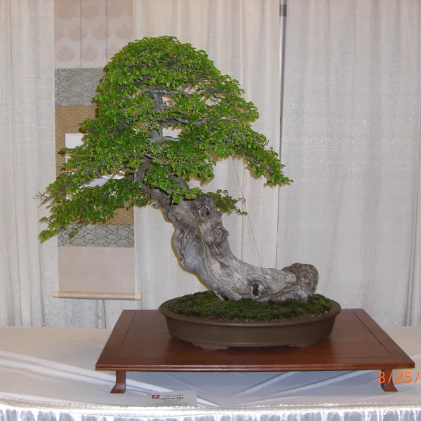 Bonsai Society of San Francisco at the 2011 Flower and Garden Show, San Mateo Event Center