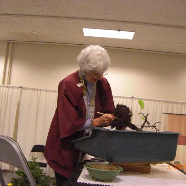 Bonsai Society of San Francisco at the 2011 Flower and Garden Show, San Mateo Event Center