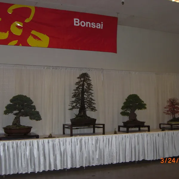 Bonsai Society of San Francisco at the 2011 Flower and Garden Show, San Mateo Event Center