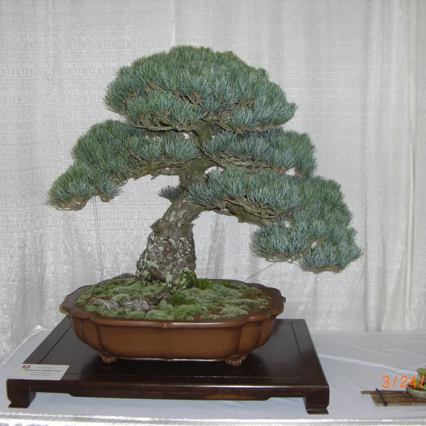 Bonsai Society of San Francisco at the 2011 Flower and Garden Show, San Mateo Event Center