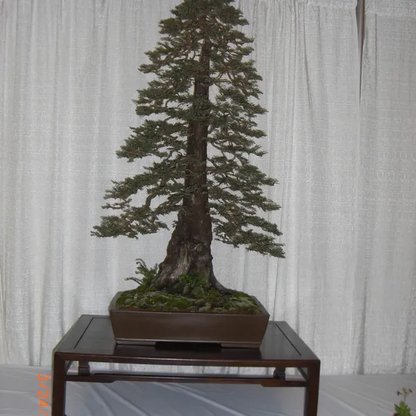 Bonsai Society of San Francisco at the 2011 Flower and Garden Show, San Mateo Event Center