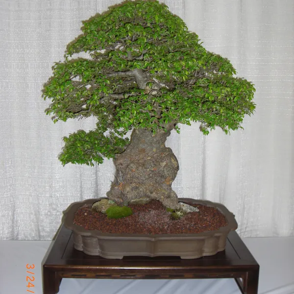 Bonsai Society of San Francisco at the 2011 Flower and Garden Show, San Mateo Event Center