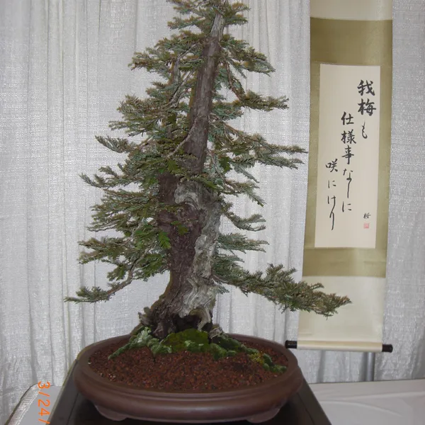 Bonsai Society of San Francisco at the 2011 Flower and Garden Show, San Mateo Event Center