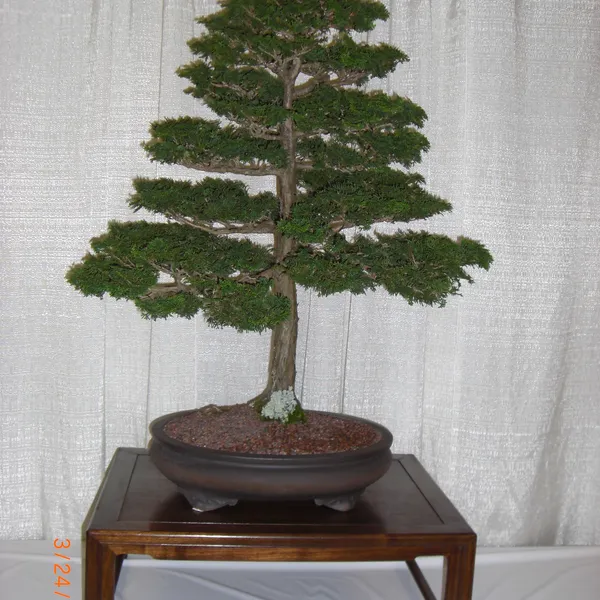 Bonsai Society of San Francisco at the 2011 Flower and Garden Show, San Mateo Event Center