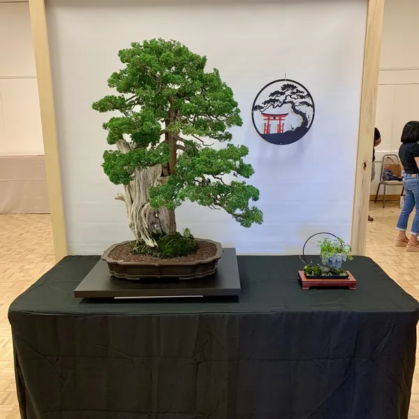 Sei Boku Bonsai Kai 42nd Anniversary Show