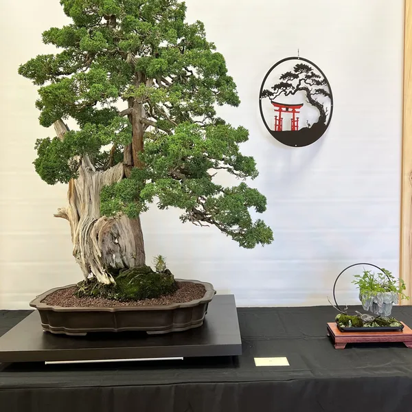 Sei Boku Bonsai Kai 42nd Anniversary Show, June 2026
