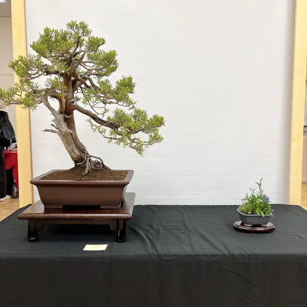 Sei Boku Bonsai Kai 42nd Anniversary Show, June 2026