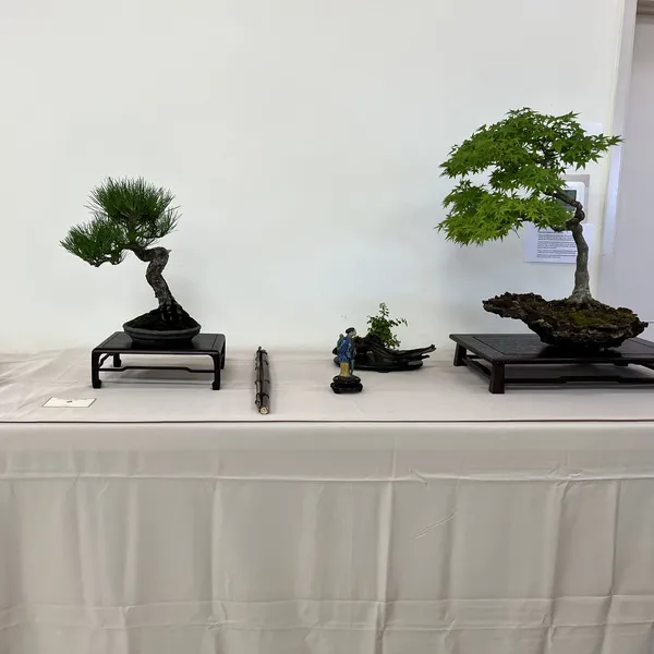 Sei Boku Bonsai Kai 42nd Anniversary Show, June 2026