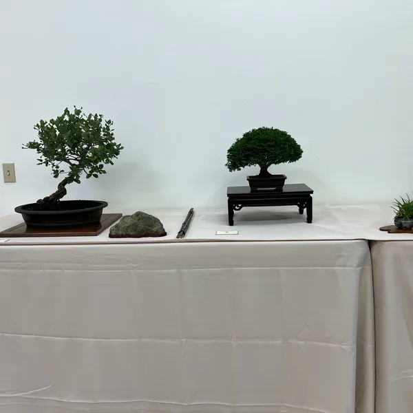 Sei Boku Bonsai Kai 42nd Anniversary Show, June 2026