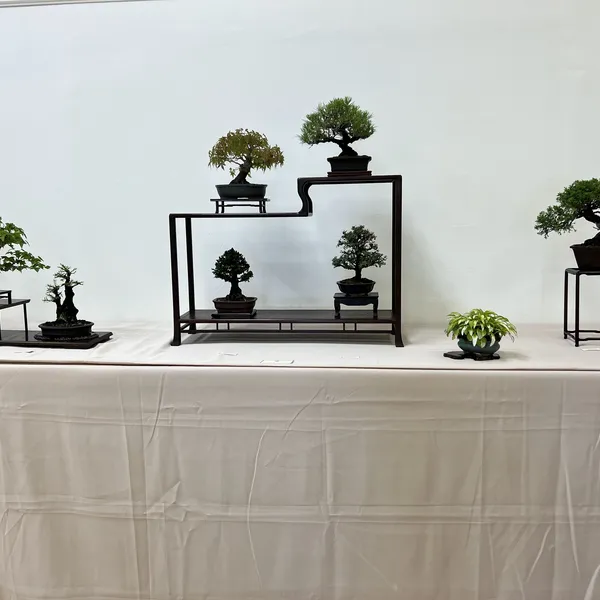 Sei Boku Bonsai Kai 42nd Anniversary Show, June 2026
