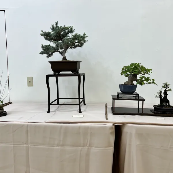 Sei Boku Bonsai Kai 42nd Anniversary Show, June 2026