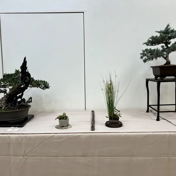 Sei Boku Bonsai Kai 42nd Anniversary Show, June 2026