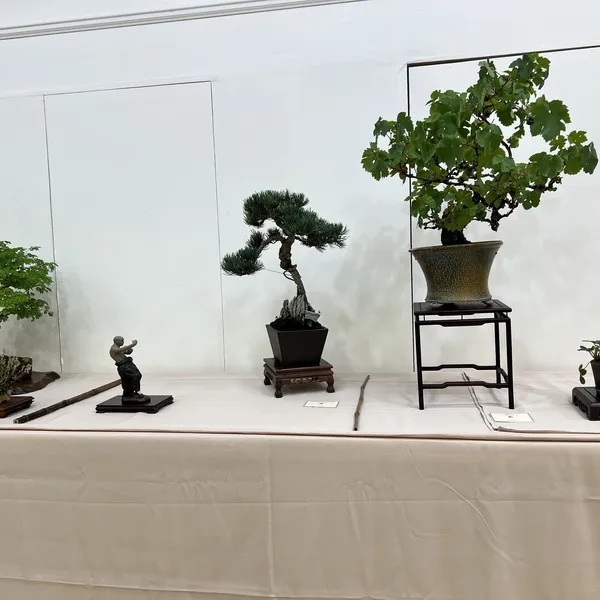 Sei Boku Bonsai Kai 42nd Anniversary Show, June 2026