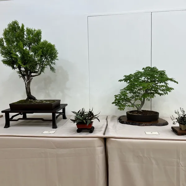 Sei Boku Bonsai Kai 42nd Anniversary Show, June 2026