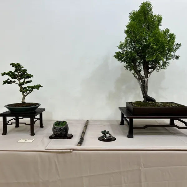 Sei Boku Bonsai Kai 42nd Anniversary Show, June 2026