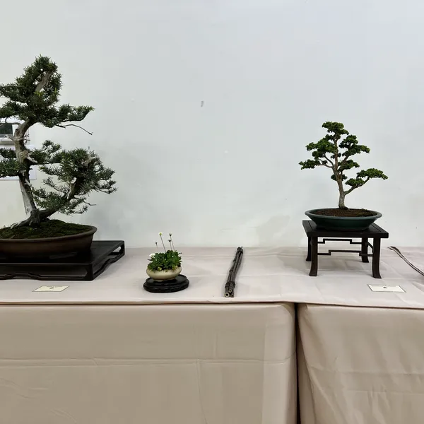 Sei Boku Bonsai Kai 42nd Anniversary Show, June 2026