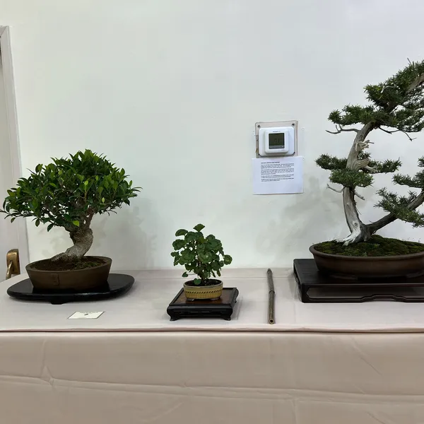 Sei Boku Bonsai Kai 42nd Anniversary Show, June 2026
