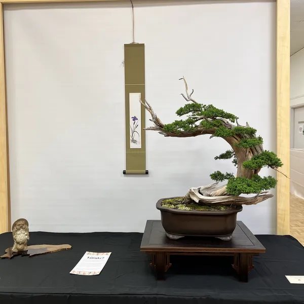 Sei Boku Bonsai Kai 42nd Anniversary Show, June 2026