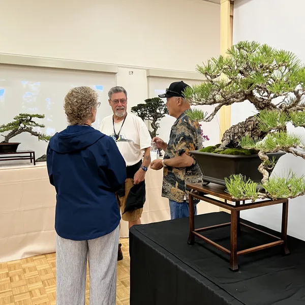 Sei Boku Bonsai Kai 42nd Anniversary Show, June 2026