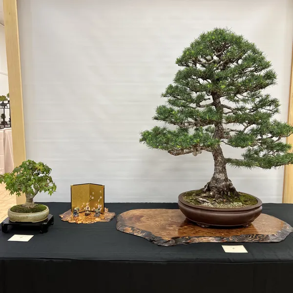 Sei Boku Bonsai Kai 42nd Anniversary Show, June 2026