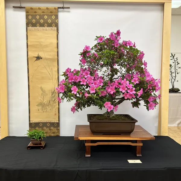 Sei Boku Bonsai Kai 42nd Anniversary Show