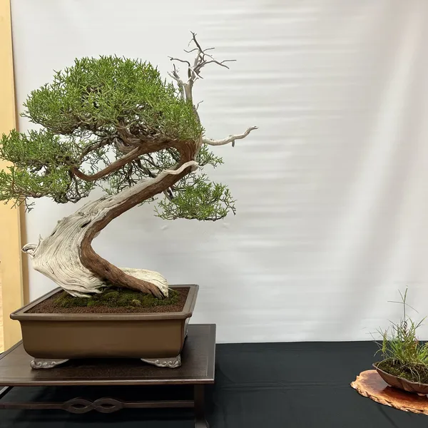 Sei Boku Bonsai Kai 42nd Anniversary Show, June 2026