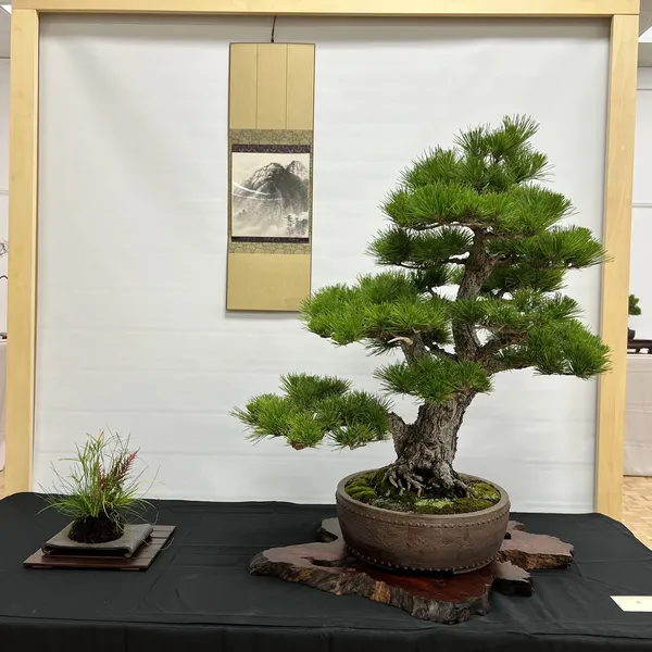 Sei Boku Bonsai Kai 42nd Anniversary Show, June 2026