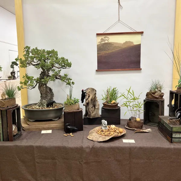Sei Boku Bonsai Kai 42nd Anniversary Show, June 2026