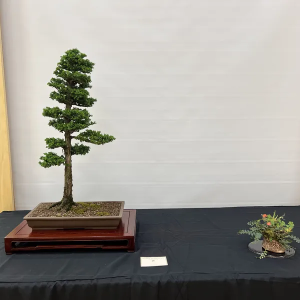 Sei Boku Bonsai Kai 42nd Anniversary Show, June 2026