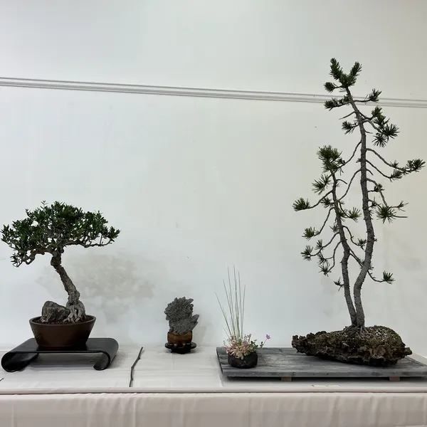 Sei Boku Bonsai Kai 42nd Anniversary Show, June 2026