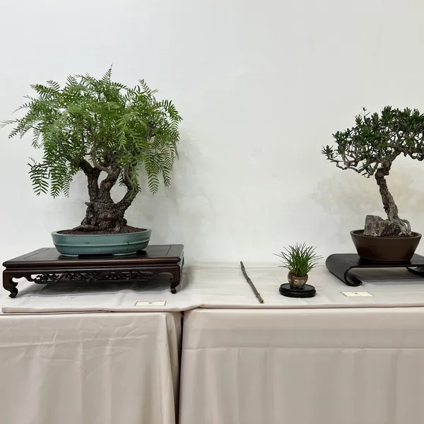 Sei Boku Bonsai Kai 42nd Anniversary Show, June 2026